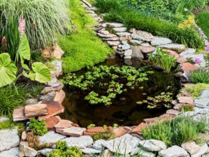 Beautiful pond in a backyard surrounded with stone during summer | Freshwater Fish Farming Tips For Homesteaders | Featured