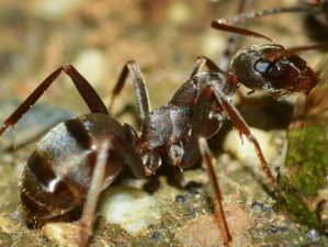 Featured | Blank ant | Fight An Ant Invasion Naturally With These Tips