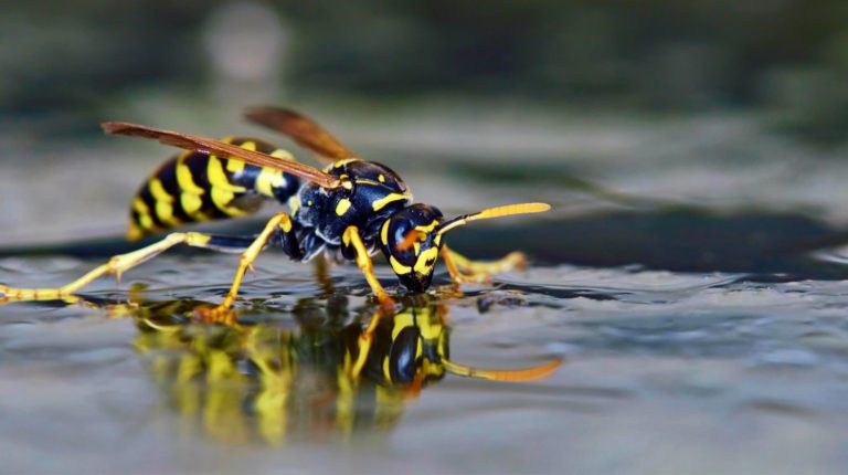 Deter Wasps | Effective Ways Of Driving Wasps Away | Survival Life