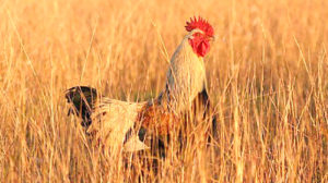 rooster in the field Diseases Caused By Chickens Feature