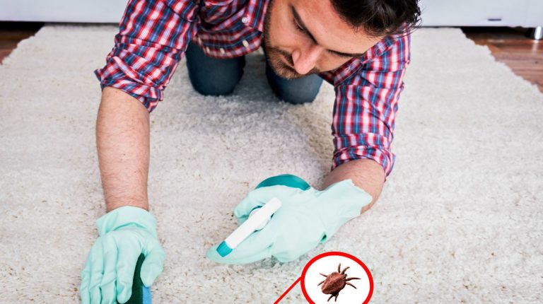 5 Natural Remedies To Get Rid Of Fleas In And Around Your Home