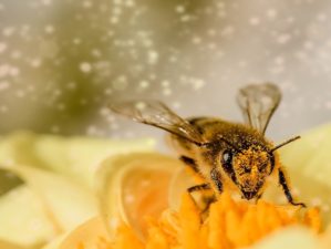 Top 10 Healing Benefits of Bee Propolis