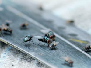 Featured | Close up of house fly | How To Get Rid Of Flies Naturally And Effectively