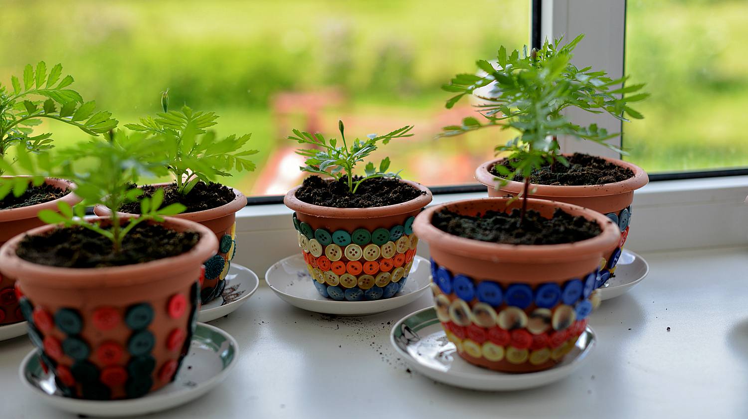 Feature | Plant in a pot beside window | Grow Your Garden All Year Long With An Indoor Garden