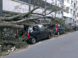 preparedness fallen tree auto forward tornado pb
