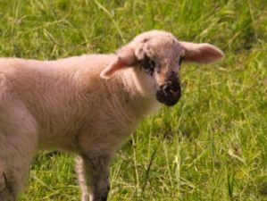 raising sheep photoanimal grass sheep wool px