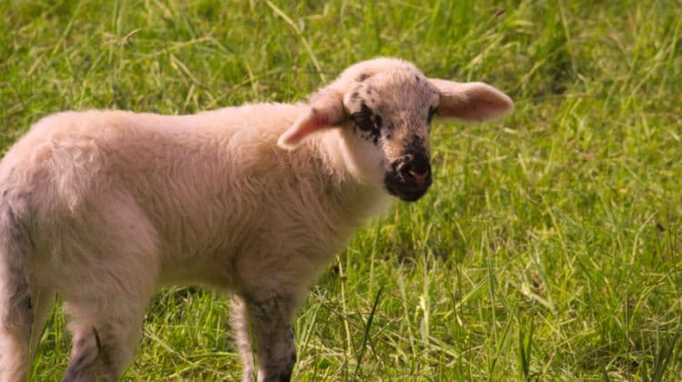 raising sheep photoanimal grass sheep wool