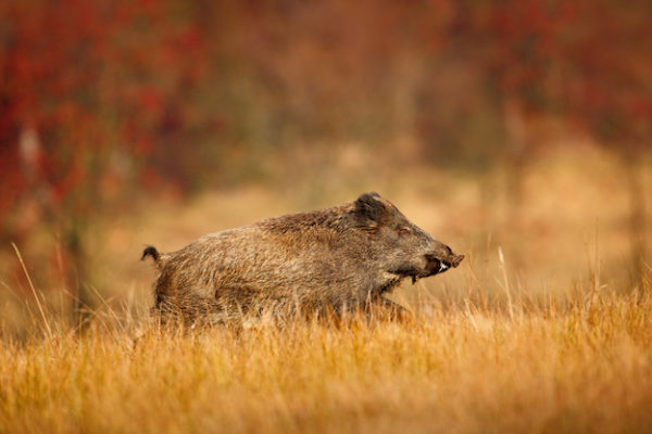 Wild Hog Hunting Tips: Where To Shoot Them | Outdoor Warrior