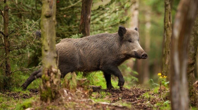 Wild Hog Hunting Tips: Where To Shoot Them | Outdoor Warrior