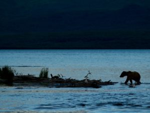Feature | Grizzly - Katmai National Park - Alaska | Alaska Hunting Laws and Regulations