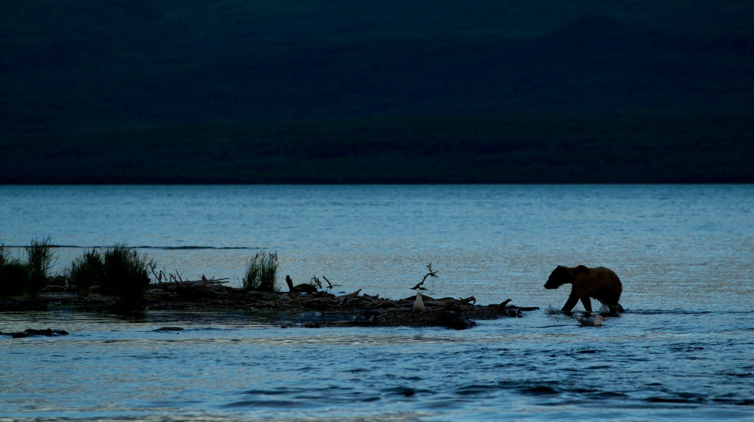 Feature | Grizzly - Katmai National Park - Alaska | Alaska Hunting Laws and Regulations