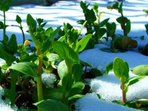 Feature | Winter Plants | Winter Gardening Tips: The Prepper's Guide to Cold-Weather Gardening | gardening in winter months