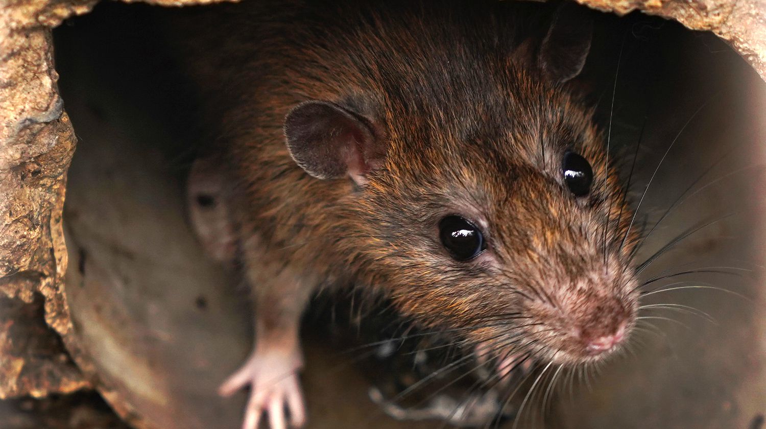 Natural remedies to kill rats