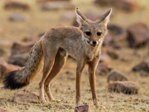Indian fox pup Vulpes bengalensis at ranthambore national park | How To Get Rid Of Coyotes On Your Land | Featured