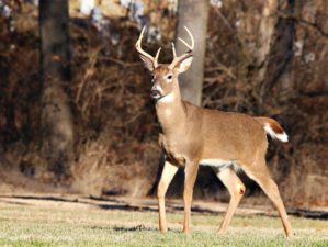 Feature | Whitetail deer in forest | Completely Unforgettable Facts About Whitetail Deer Hunters Should Know