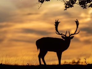 Fallow deer silhouette sunset | Arizona Hunting Laws And Regulations | Featured