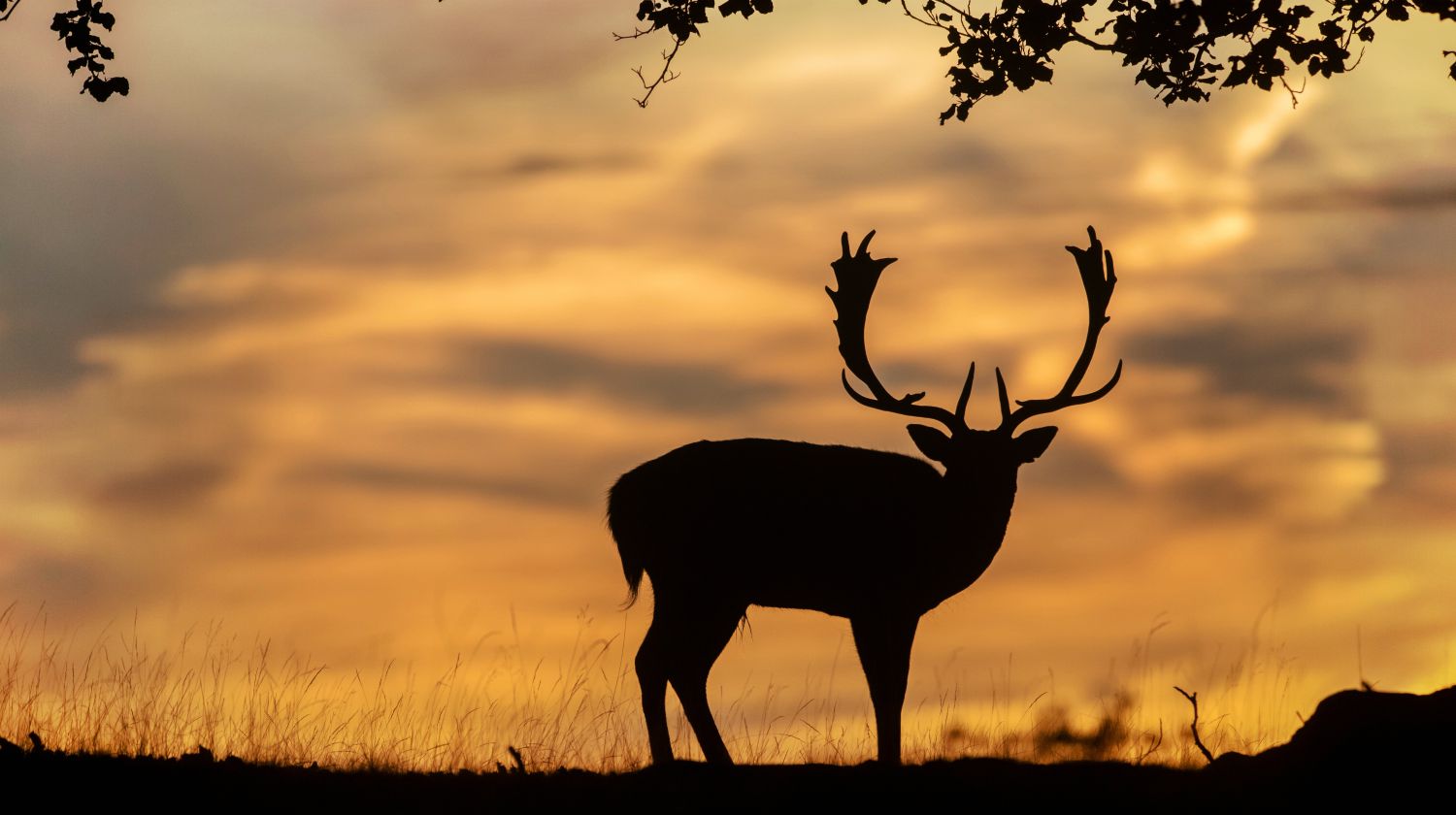 Fallow deer silhouette sunset | Arizona Hunting Laws And Regulations | Featured