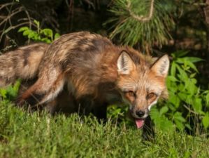 How To Get Rid Of Foxes Without Killing Them In Winter | Feature