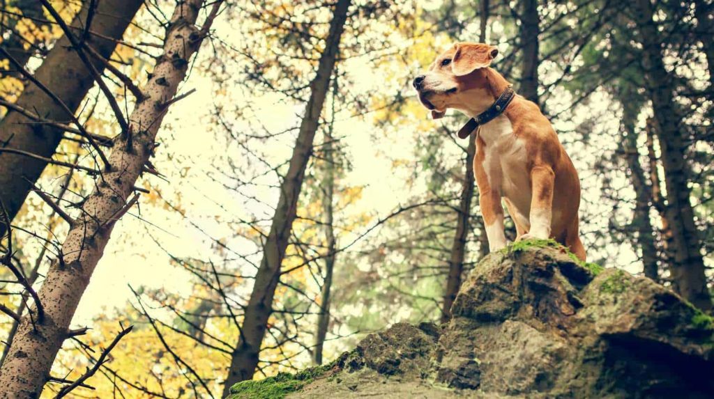The Do S And Don Ts Of Beagle Hunting Survival Life