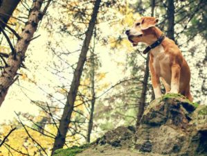 Featured | Beagle portrait in forest |The Do's And Don’ts Of Beagle Hunting - Training For The Hunt