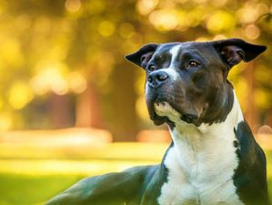 Feature | Pit Bull in the Park | Pit Bull Facts | 10 Reasons Every Prepper Should Own A Pit Bull | facts about pit bulls