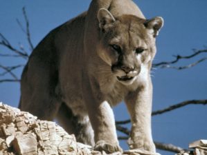 cougar puma on top of the mountain | The Most Dangerous Animals In North America | most dangerous animals | most dangerous animals to walk the earth | Featured