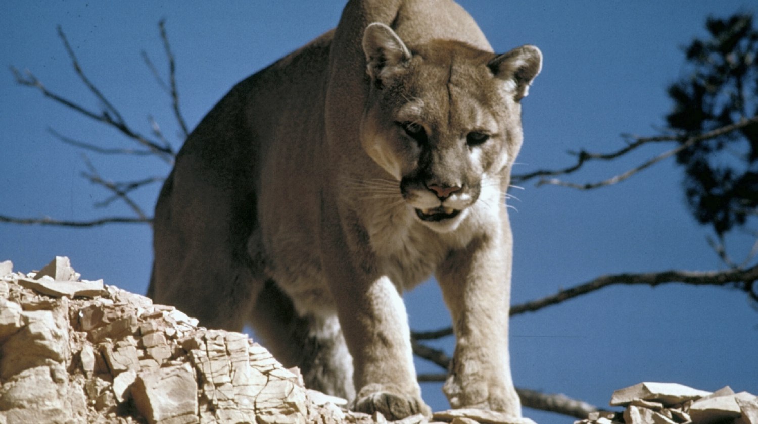 cougar puma on top of the mountain | The Most Dangerous Animals In North America | most dangerous animals | most dangerous animals to walk the earth | Featured