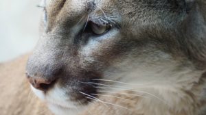 facts about mountain lions feature