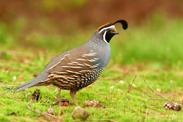 Practical Quail Hunting Tips Every Hunter Should Follow