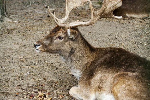 False Notion | Orange Hunting Vest Can Deers See You Hunting?