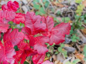 Red poison oak (Toxicodendron diversilobum) leaves | Home Remedies For Poison Ivy, Oak, and Sumac | Featured