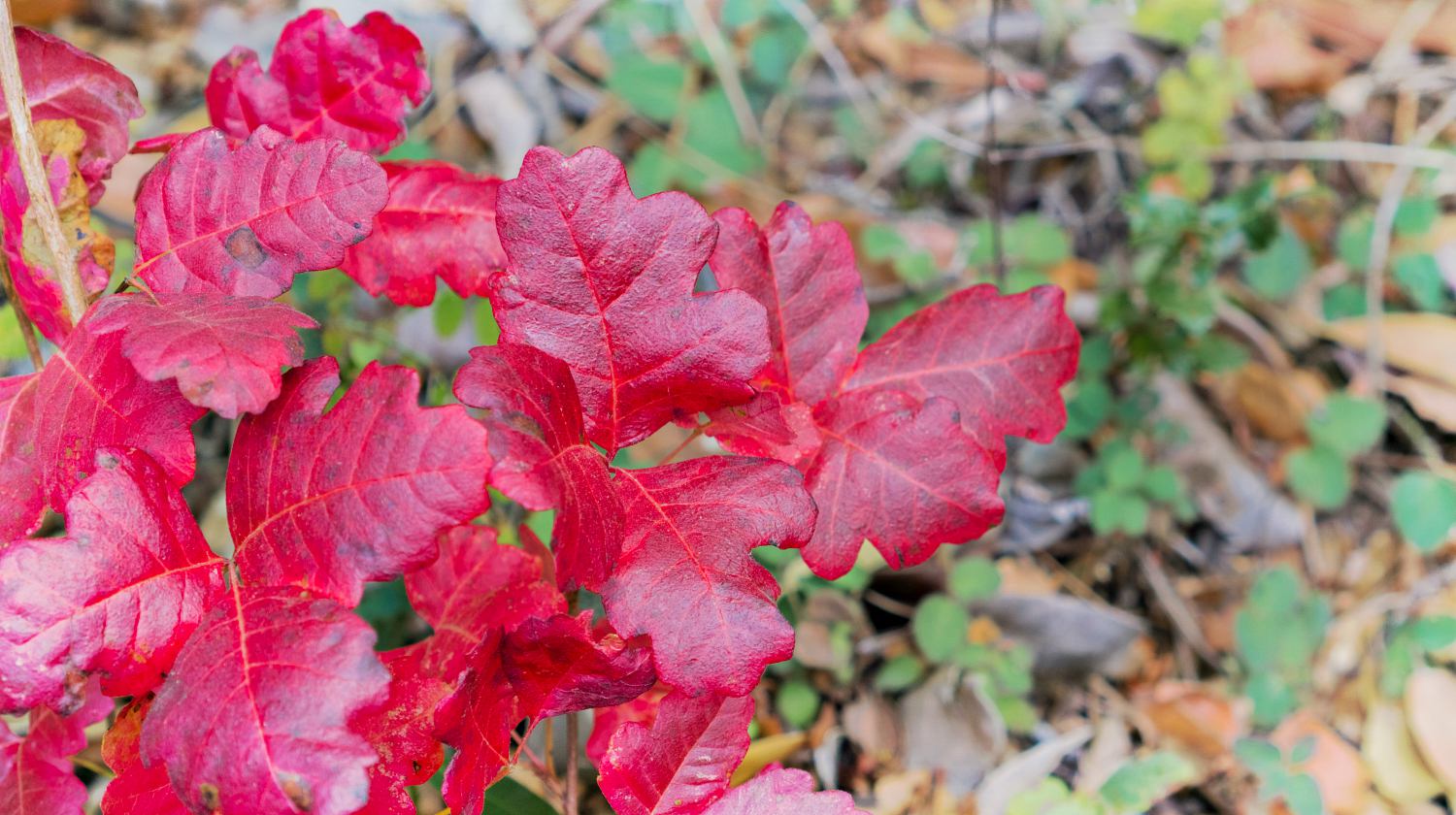 Red poison oak (Toxicodendron diversilobum) leaves | Home Remedies For Poison Ivy, Oak, and Sumac | Featured