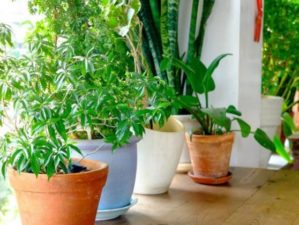 Easy Houseplants That Are Beneficial To Your Health | Feature