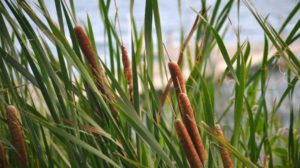 Survival Uses Cattails Feature