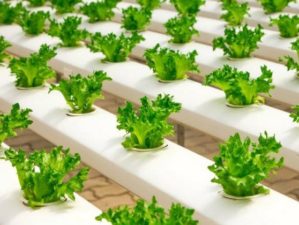 grow lettuce indoors featured image