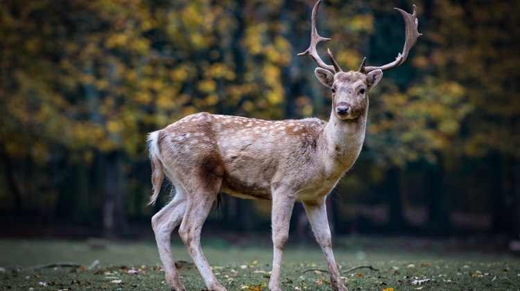Feature | How To Skin A Deer Correctly