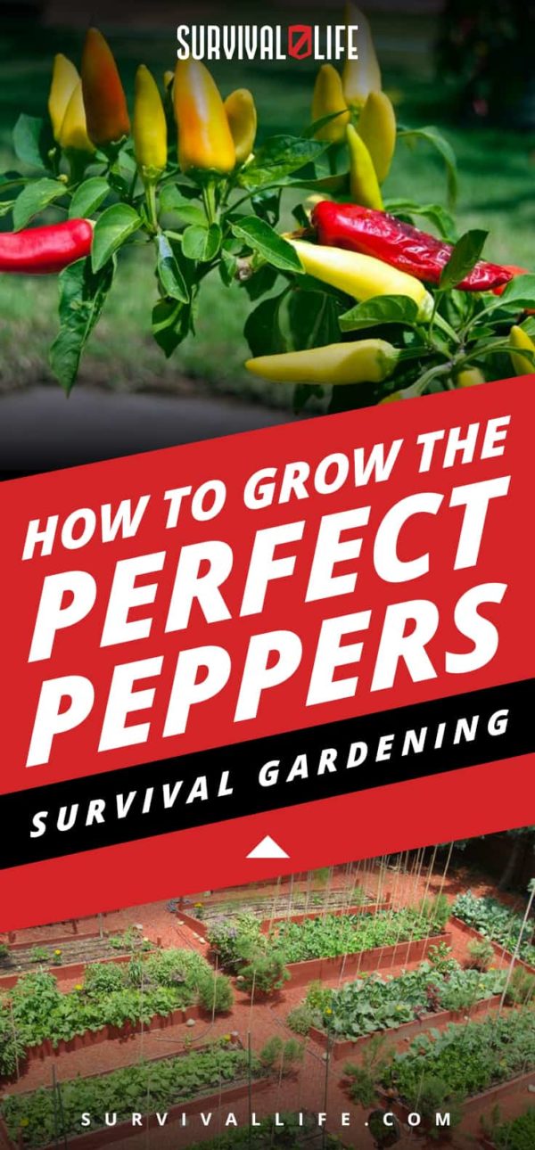 Growing The Perfect Peppers: Survival Gardening