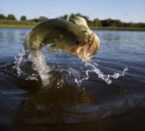 Bass Fishing For Beginners | Tips For Fishing 101 | Survival Life