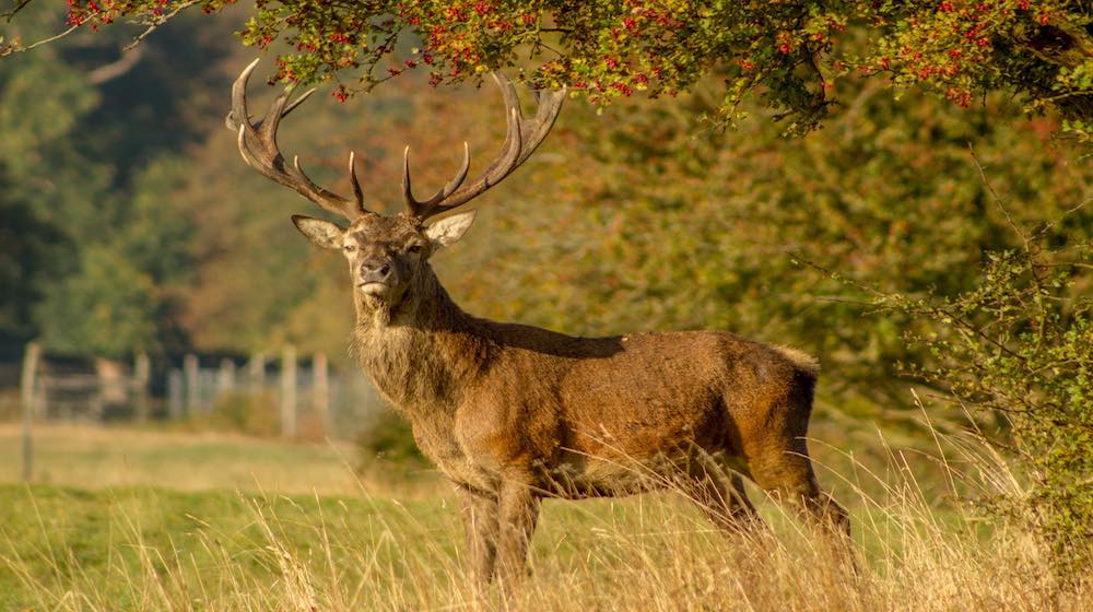 Deer Hunting for Beginners- An Introduction To The Hunt