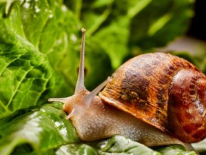 Feature | Snail muller gliding on the wet leaves | Quick Tips For Keeping Snails And Slugs Out Of Your Garden | Survival Gardening