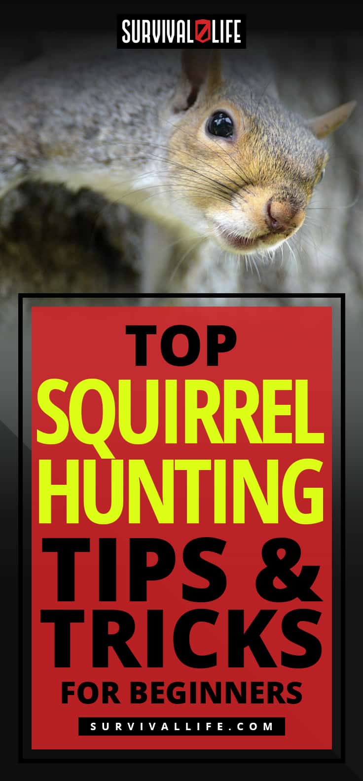 Top Squirrel Hunting Tips And Tricks For Beginners | https://survivallife.com/tips-squirrel-hunting/