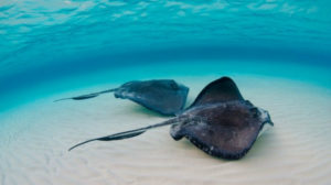 sting rays sea bed Beach Animals Feature