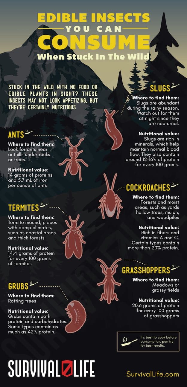 Infographic | Edible Insects You Can Consume When Stuck In The Wild