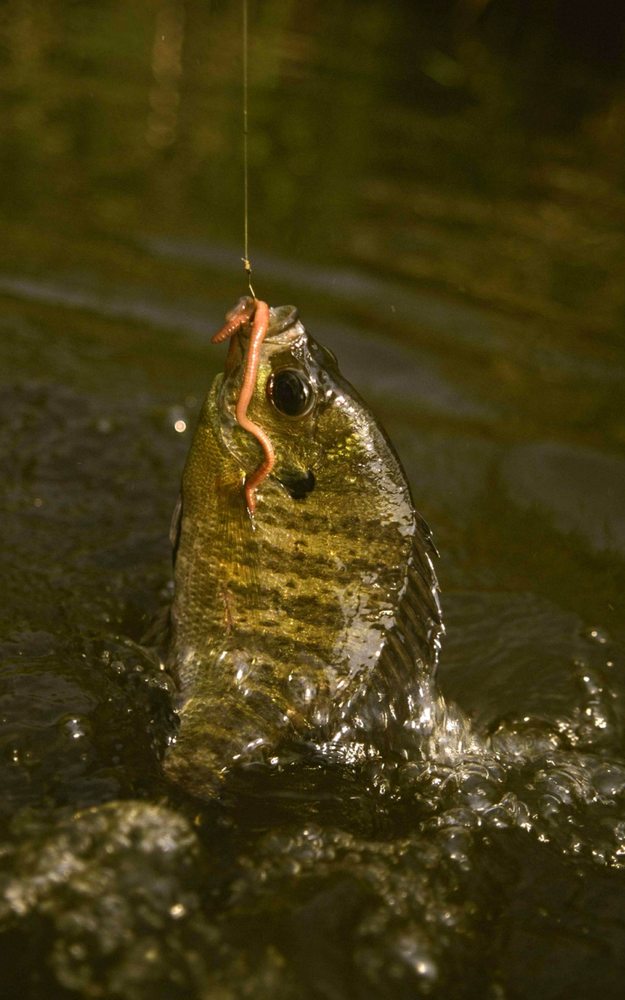 미끼|낚싯대없이 물고기를 잡는 방법|수제 생존 낚시 키트