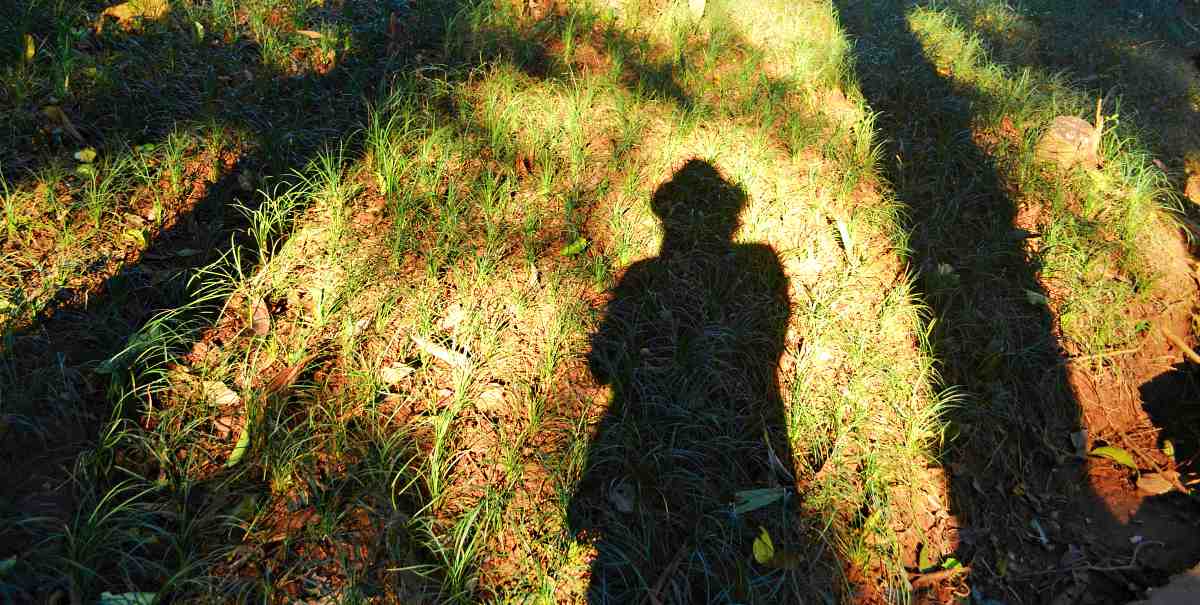 Ein Schatten einer Person und Bäume auf Gras | Outdoor Survival Skills | Tell Time In The Wild Without A Watch