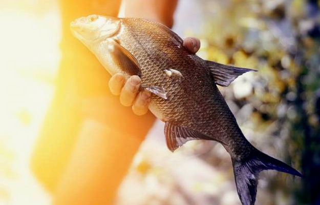 fiske för Hand | hur man fångar en fisk utan fiskespö | Hemlagad Överlevnadsfiske Kit
