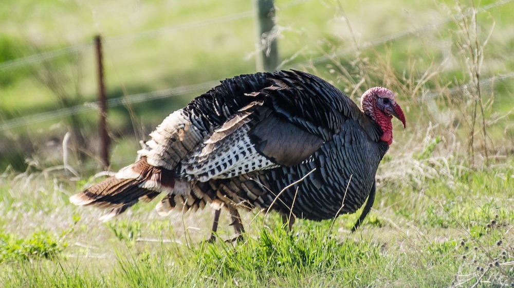 4 Best Caliber Options for Turkey Hunting