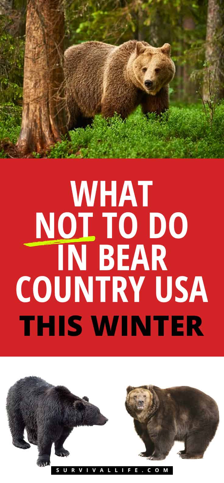 Bears | What NOT To Do In Bear Country USA This Winter | friendly grizzly bear