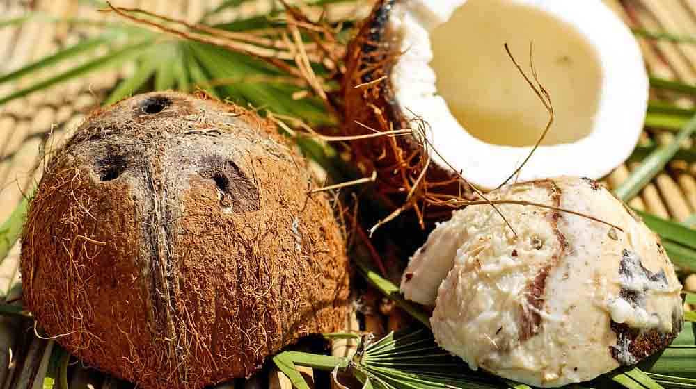 Feature | Coconut Uses for Survival When You Have Nothing Left