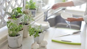 Indoor Garden medicinal herbs Feature